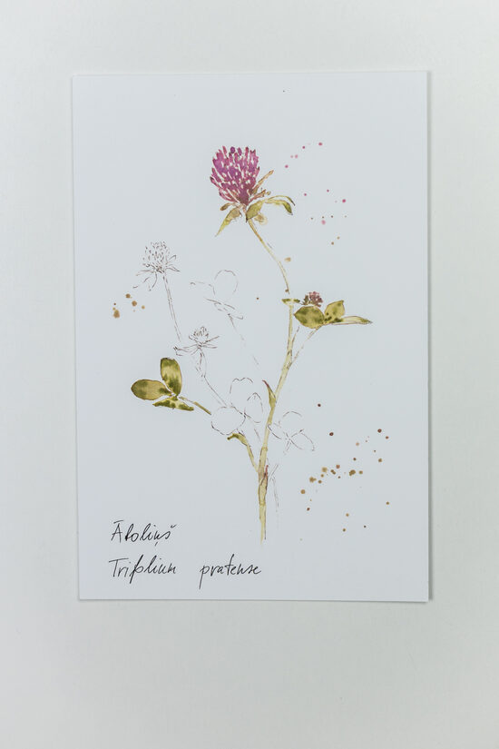 Augu Sajūtas Kartiņas